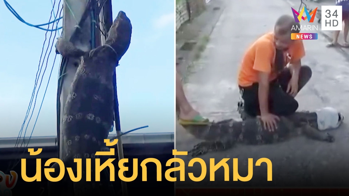 น้องตัวเหี้ยกลัวหมา หนีตายปีนขึ้นเสาไฟ