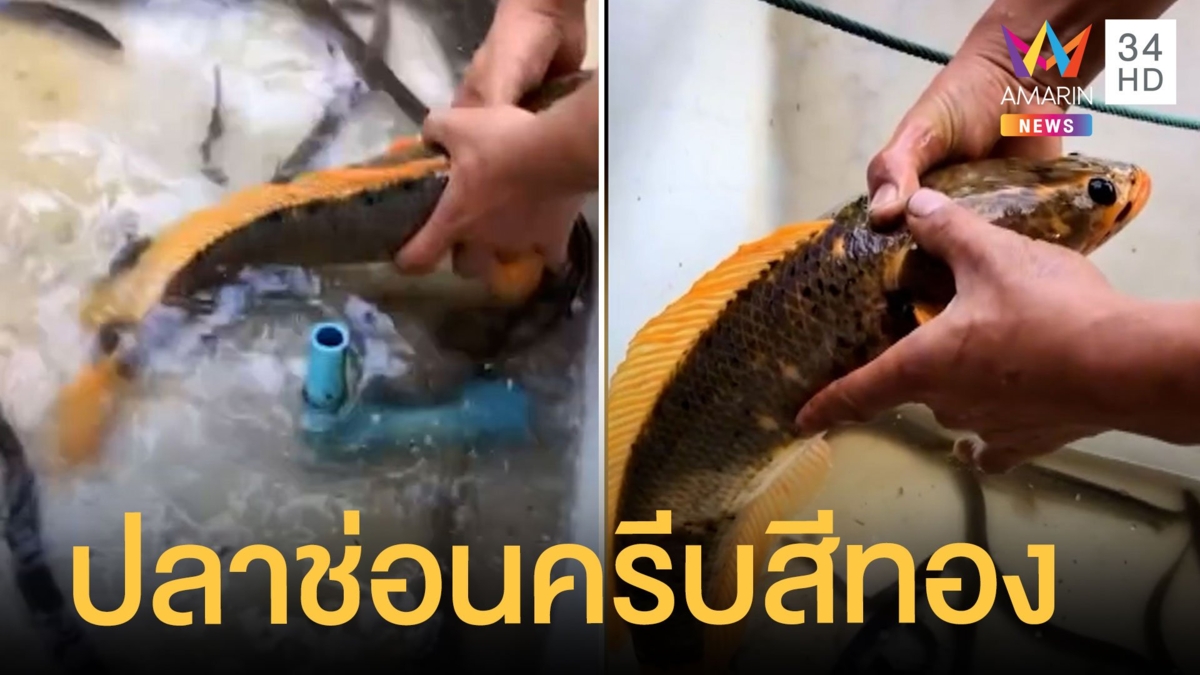 ฮือฮา หนุ่มโชว์ปลาช่อนแปลก ครีบสีทอง