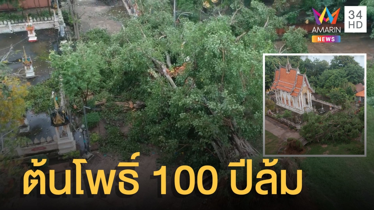 ต้นโพธิ์ 135 ปี ขนาด 7 คนโอบล้มหวิดทับโบสถ์ มัคนายกสะดุ้งกลางดึก