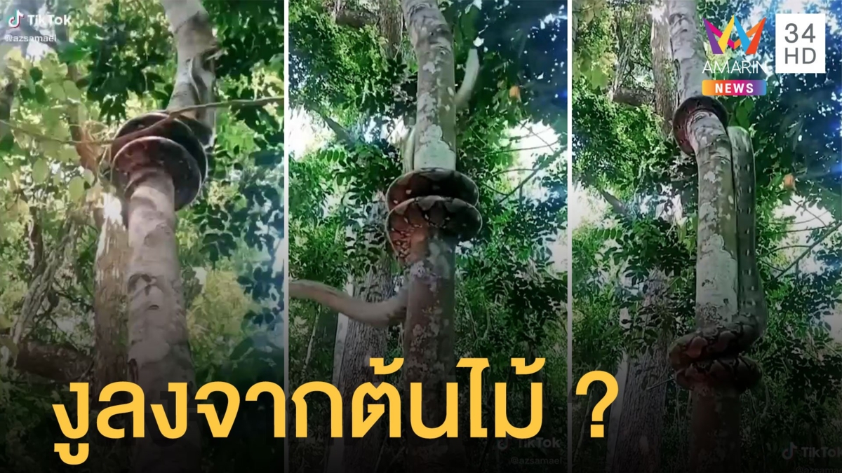 ดูชัดๆ งูลงจากต้นไม้ เจ้าของคลิปบอกแล้วที่แท้เป็นภาพย้อนกลับ