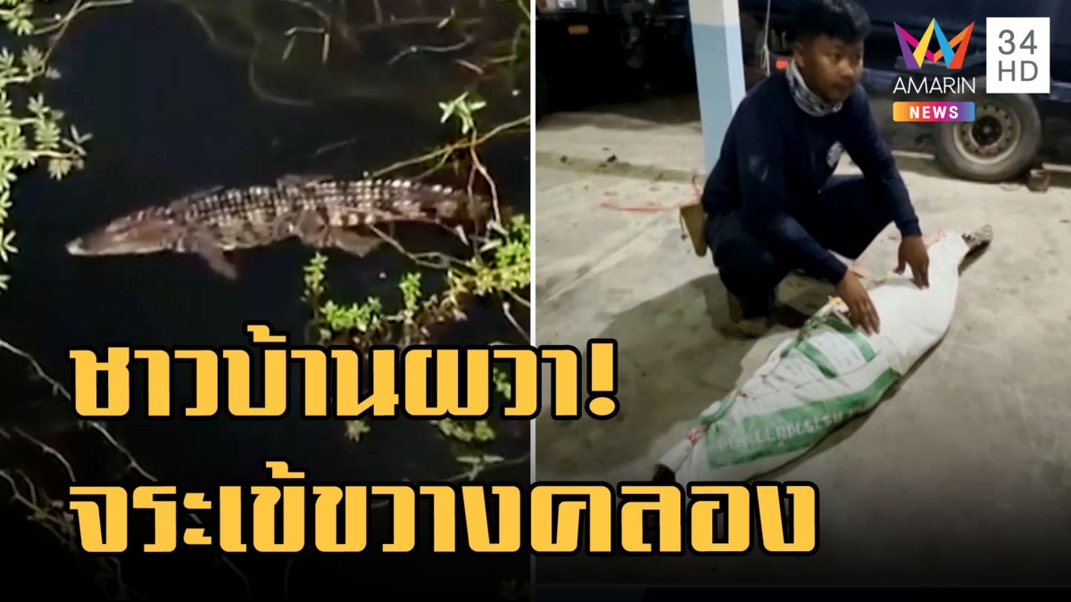 ชาวบ้านหาปลาเจอจระเข้ขวางคลองยาว 2 เมตร ล่าสุดจับตัวได้แล้ว