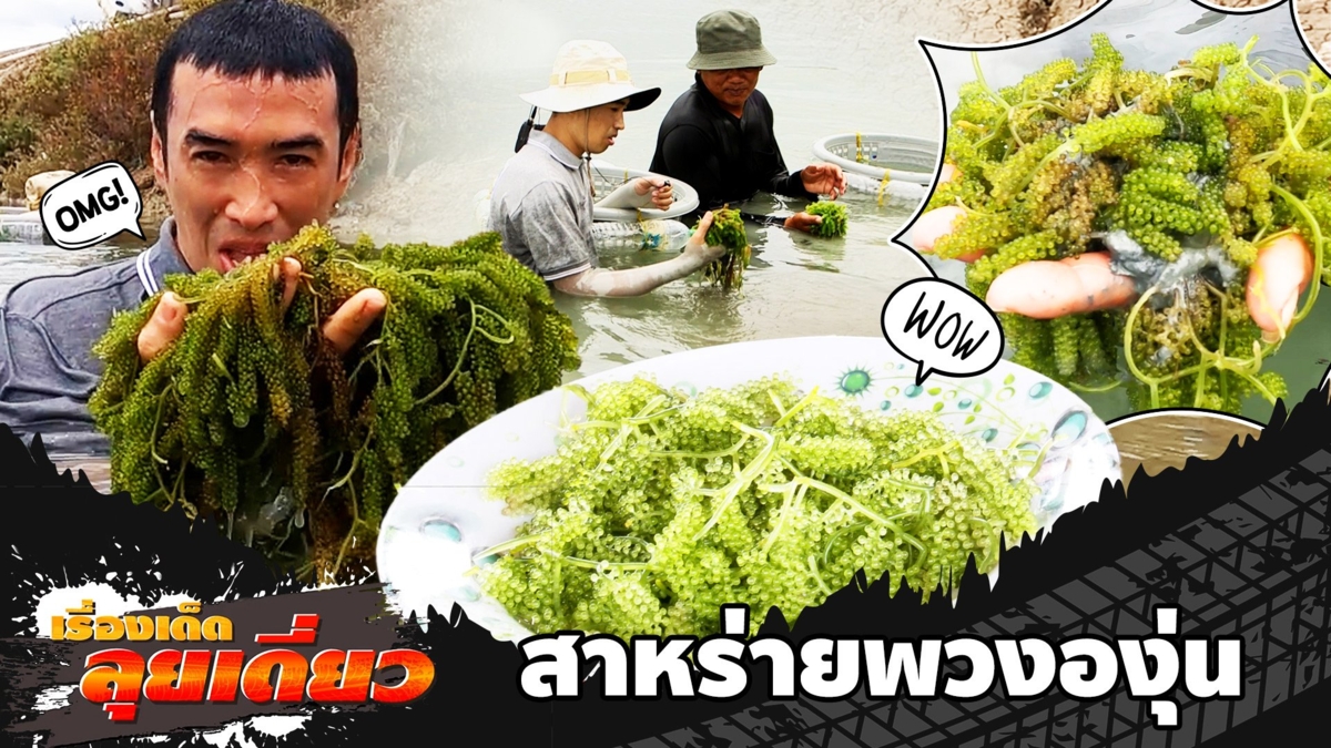เรื่องเด็ดลุยเดี่ยว | สาหร่ายพวงองุ่น ของดีเมืองไทย จ.เพชรบุรี