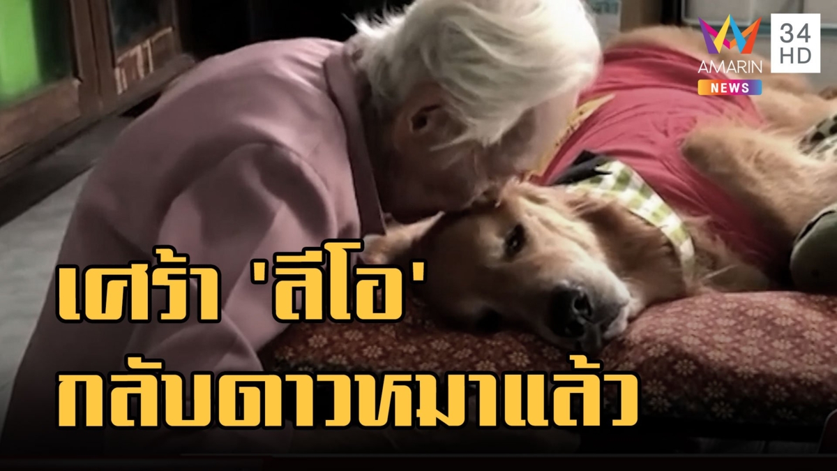 สุดเศร้า "ลีโอไอ้หนูของยาย" พันธุ์โกลเด้น กลับดาวหมาแล้ว เจ้าของร่ำไห้ผูกพัน 11 ปี
