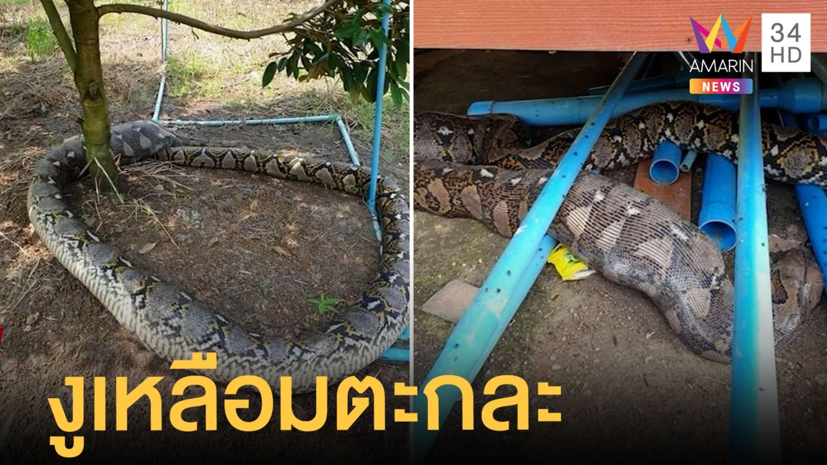 งูเหลือมยักษ์เขมือบลูกแพะอิ่มจนท้องแตกตาย