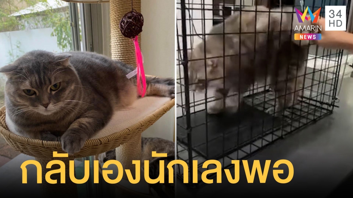 เจอแล้ว "น้องมณี" สกอตติชโฟลด์พุงพุ้ย เดินกลับบ้านเอง