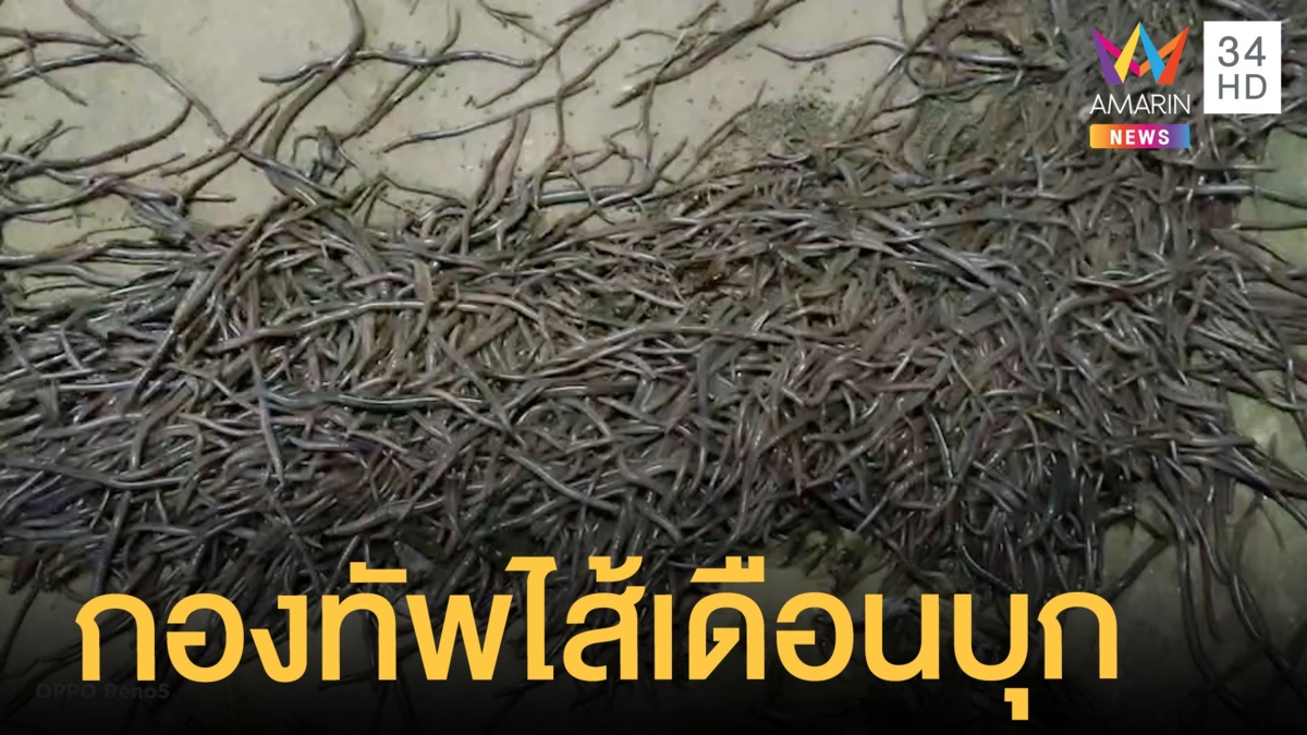 ฝูงไส้เดือนนับล้านอพยพบุกโฮมสเตย์ อ.เจษฎ์ บอกแค่หนีน้ำ