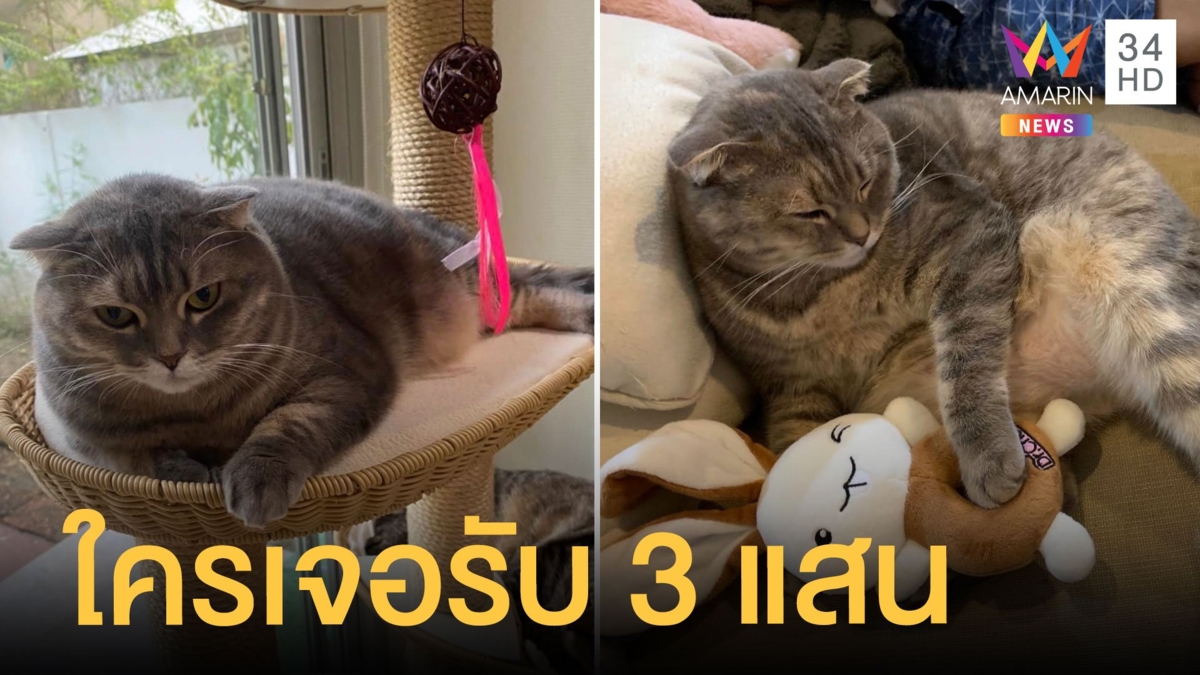 เจ้าของตามหา "น้องมณี" แมวสกอตติชโฟลด์ ใครเจอรับ 3 แสน