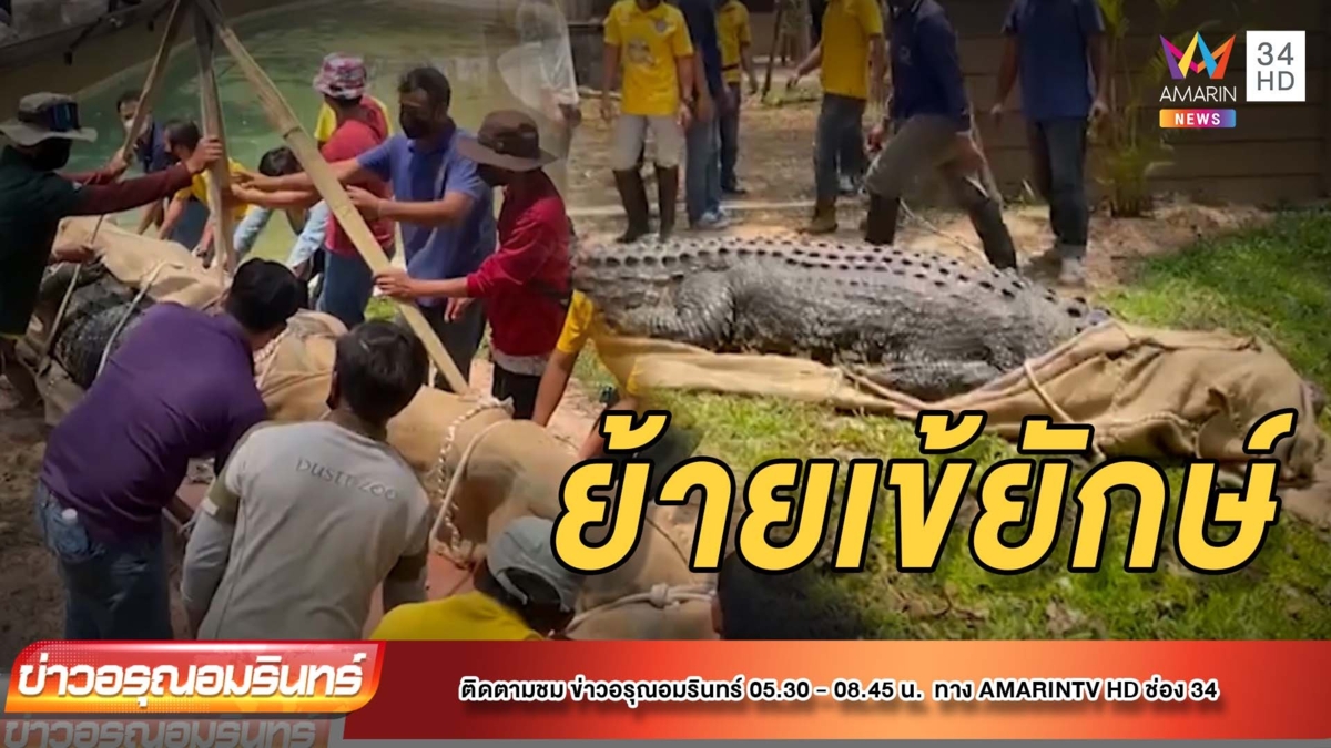 ย้ายบ้าน! “ลุงบอย” จระเข้ยักษ์แห่งสวนสัตว์อุบลฯ ไปหลังใหม่ใหญ่กว่าเดิม
