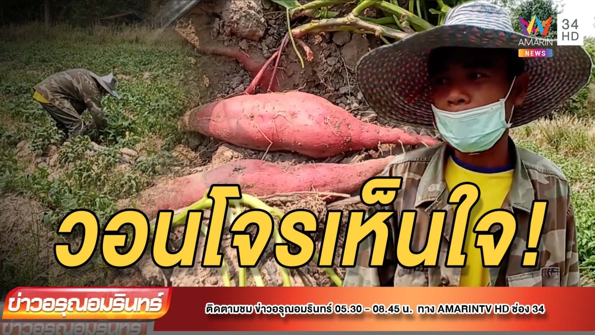 วอนโจรเห็นใจ! เจ้าของไร่มันถูกโจร แอบขโมยขุดมันญี่ปุ่นหายวันละหลายกิโลฯ