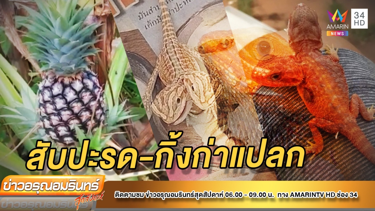 สุดแปลก! สัปปะรดแปลกแตกหน่อ 4 ทิศ - กิ้งก่าทะเลทราย 2 หัวหายาก