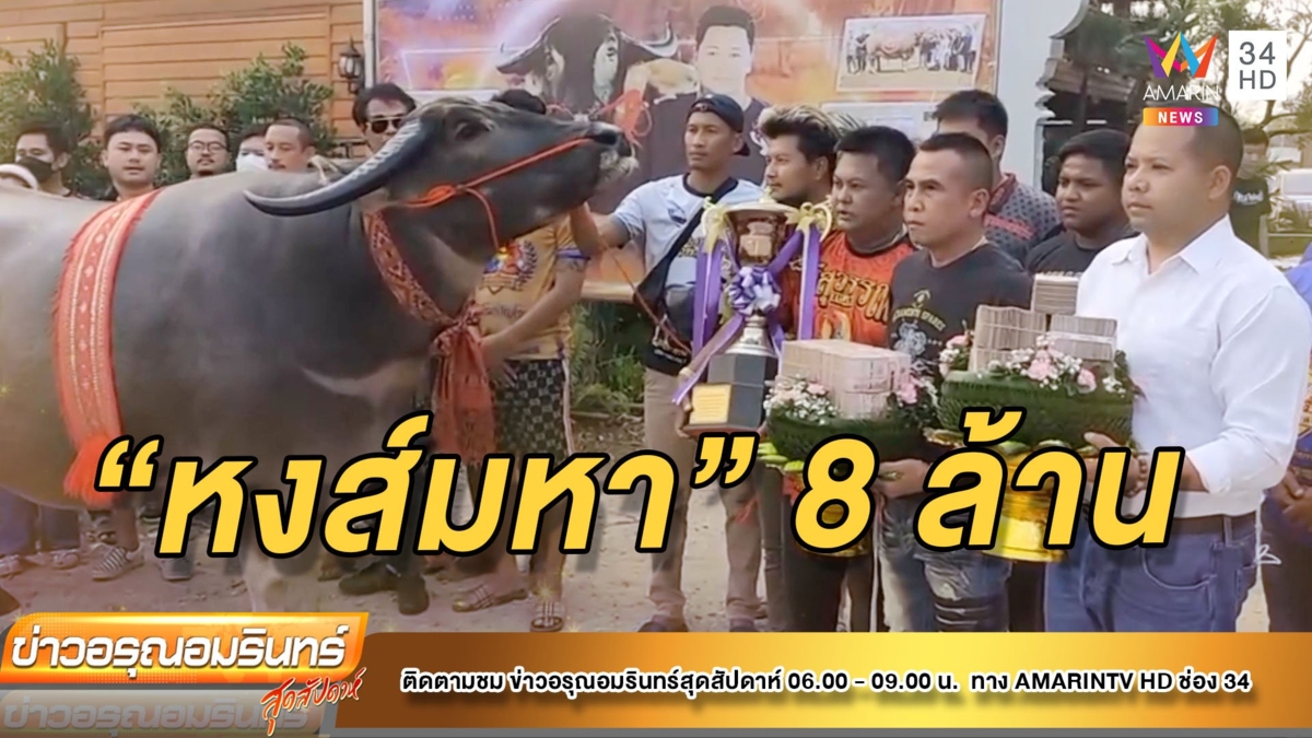 ตะลึง! หนุ่มหอบเงิน 8.5 ล้านบาท ซื้อ “หงส์มหา” ควายแม่พันธุ์สวยงาม