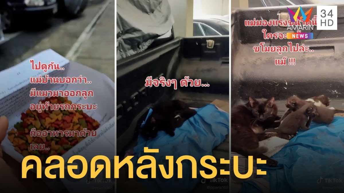 แม่แมวคลอดลูกหลังกระบะรถ ชาวเน็ตแห่ส่องเลขทะเบียน