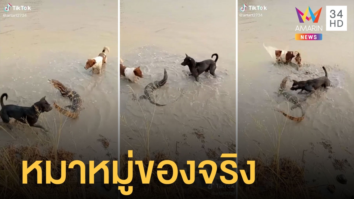 หมาหมู่ของจริง หมา 2 ตัวรุมกัดตัวเหี้ยในคลอง