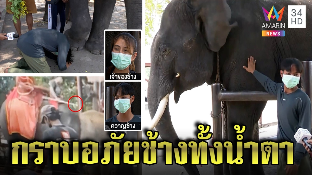 ควาญสับตะขอลงหัวช้าง สำนึกกราบขมาอ้างดื้อ เจ้าของเพนียดฯสั่งปลดคนดูแลทำเกินเหตุ