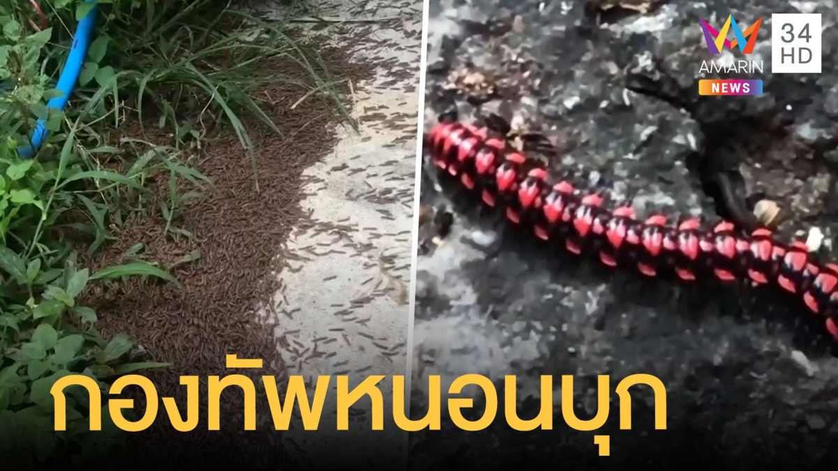 กองทัพหนอนล้านตัวบุกบ้าน เจ้าของบ้านสุดขนลุก