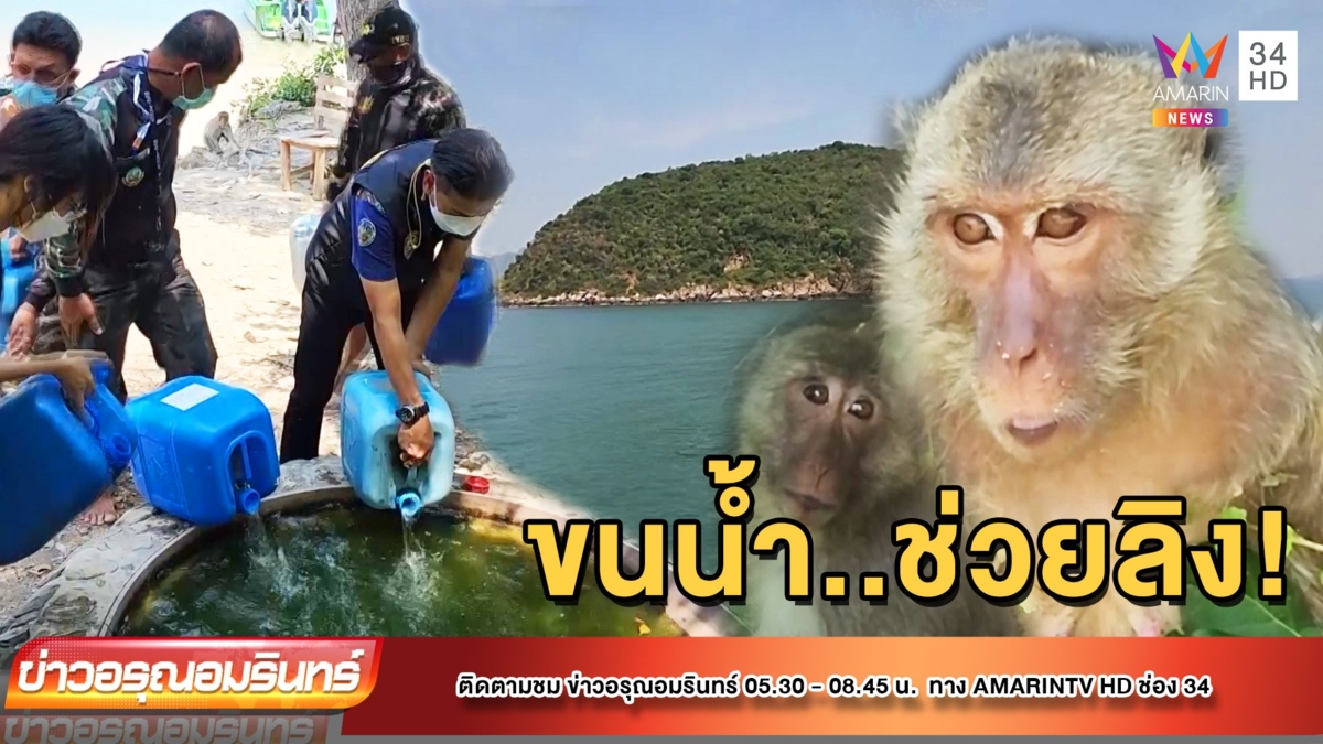 อากาศร้อนจัด ฝูงลิงแสมหางยาวหูดำขาดแคลนน้ำ เจ้าหน้าที่ช่วยขนน้ำจืดช่วย