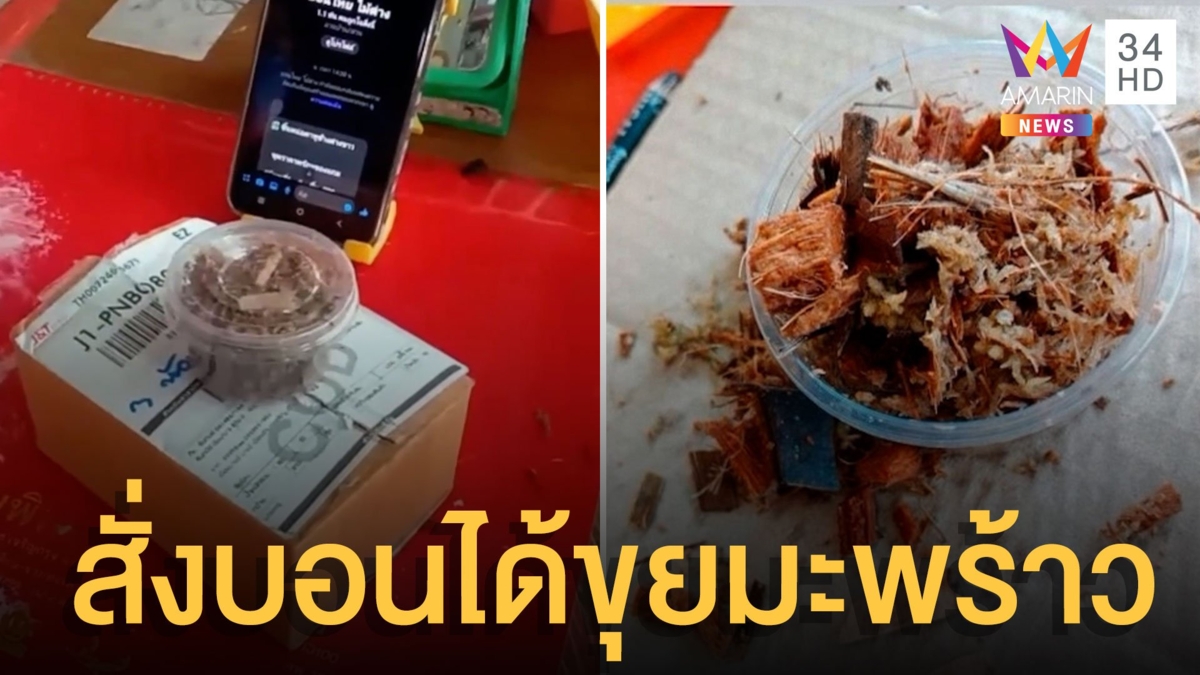 สุดช้ำสาวสั่ง 'บอนด่างหูช้าง' ได้แค่ขุยมะพร้าว