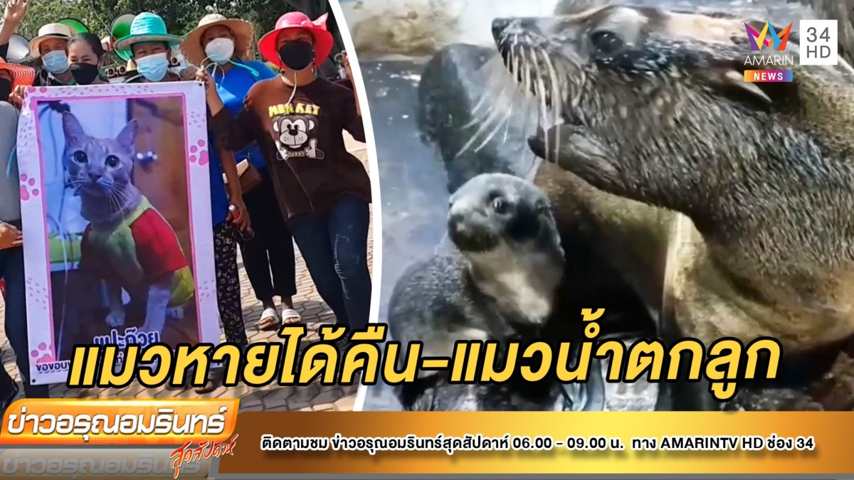 สาวรำวง 100 รอบแก้บนแมวหาย – แมวน้ำตกลูก สวนสัตว์สงขลา