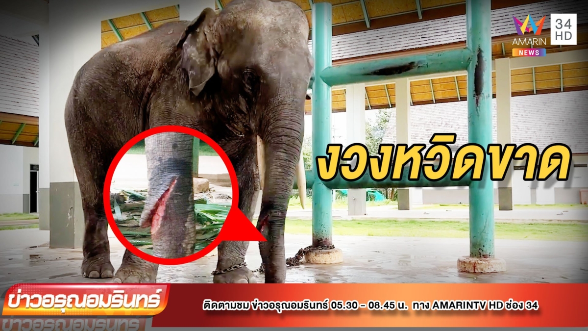 พายุเข้า! สังกะสีปลิว เฉือนงวงช้างหวิดขาด