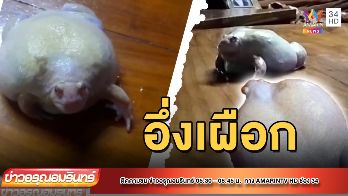 “น้องดวงดี” อึ่งเผือก เชื่อให้โชค