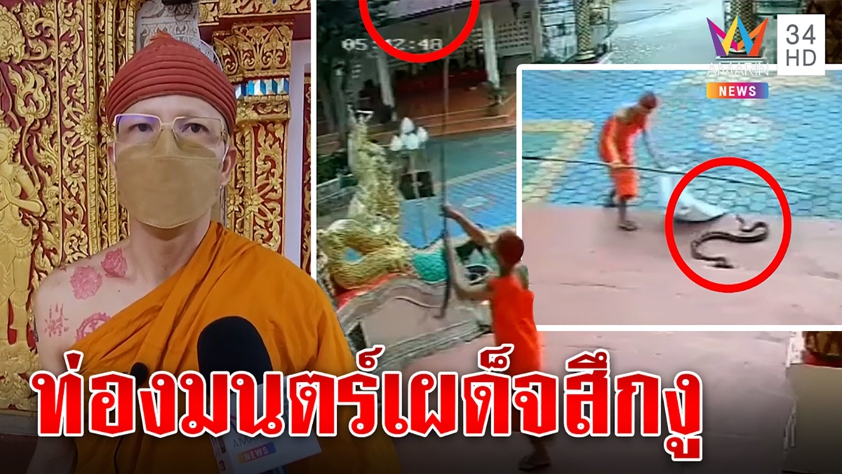 หลวงพี่ใจเด็ด สู้งูลำพัง เผยเคล็ดอดีตครูเดินป่ารู้ทริก คนแห่ทึ่งฝีมือดั่งกู้ภัย