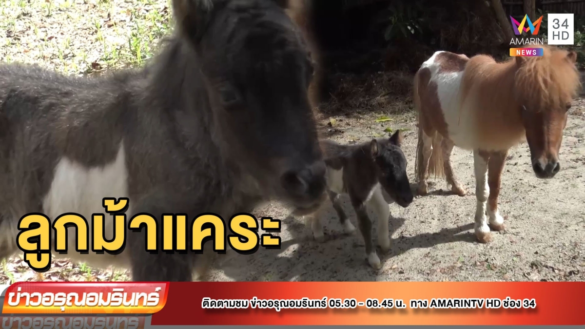 น่ารัก! “ลูกม้าแคระเชทแลนด์” สมาชิกใหม่เกิดวันฮารีรายอ