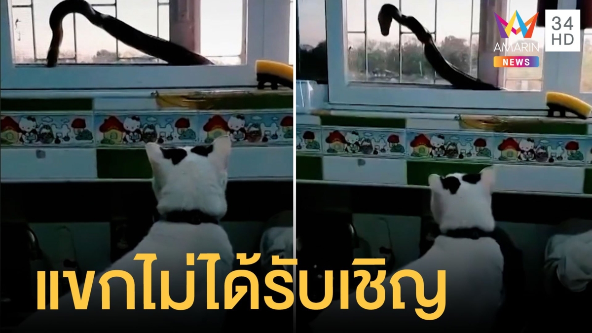 แขกไม่ได้รับเชิญ งูโผล่ทักทายน้องแมว เจ้าของผวากลัวโดนเขมือบ