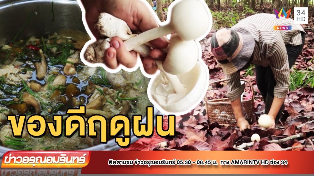 ปีละครั้ง! เห็ดระโงกสวนยางนา ขายรายได้ดี
