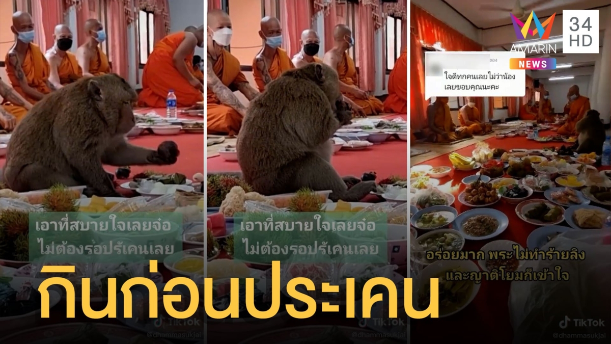 ลิงคิวซีอาหารกินก่อนพระฉัน ไม่รอชาวบ้านประเคนเลย