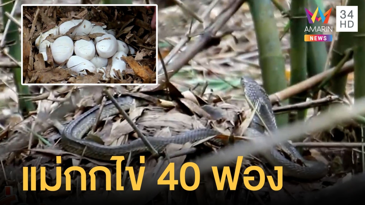 งูจงอางตัวเบิ้มกกไข่ 40 ฟองในป่า ชาวบ้านกลัวออกฟักไข่เต็มป่า