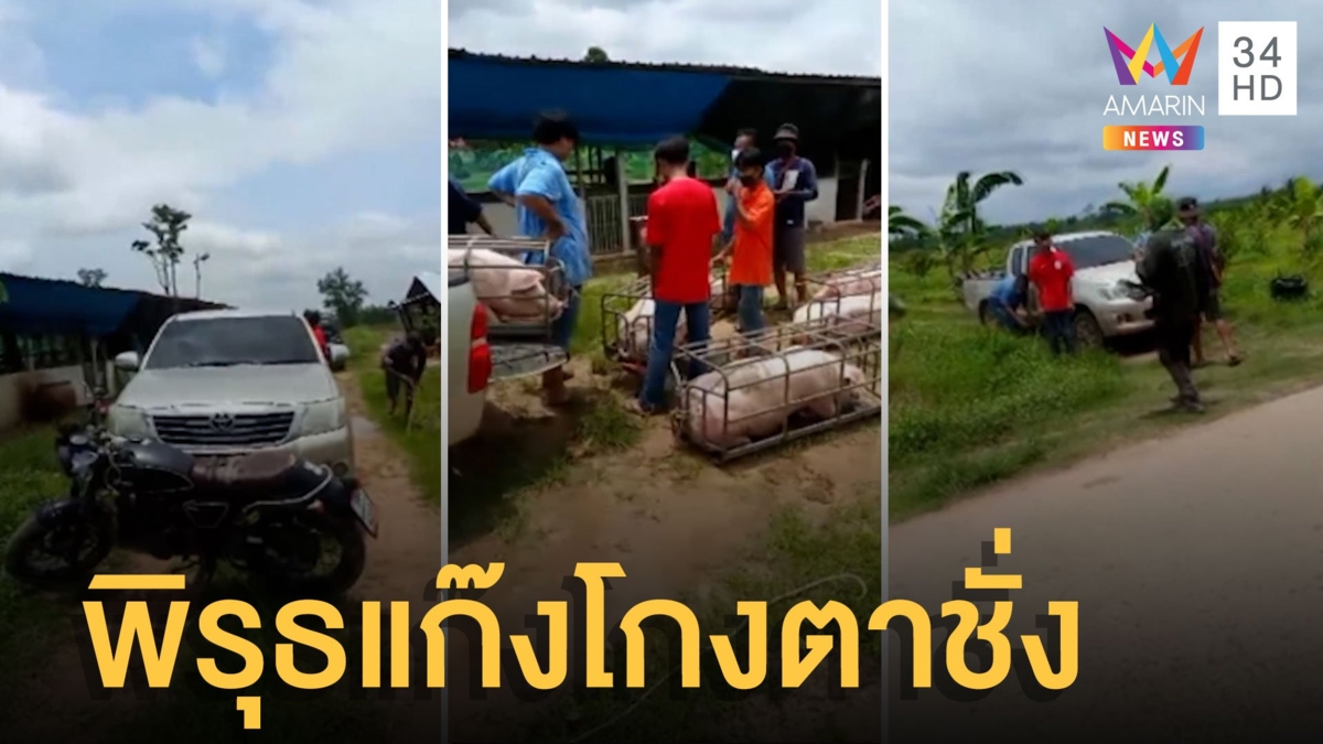 แก๊งโกงตาชั่ง ตระเวนรับซื้อหมู จับได้วงแตกเผ่นหนีกระเจิง