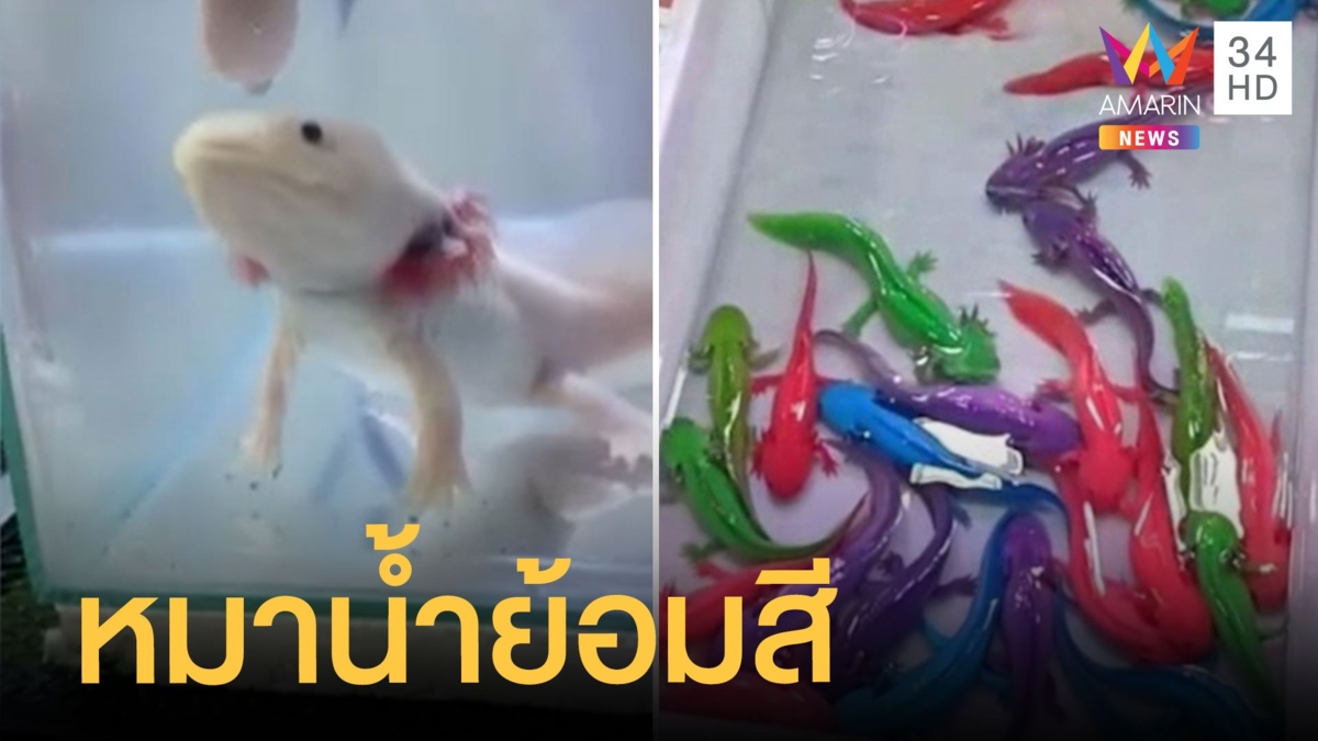แฉขาย "หมาน้ำ" ย้อมสีเหมือนลูกเจี๊ยบ เตือนห้ามซื้อเด็ดขาด