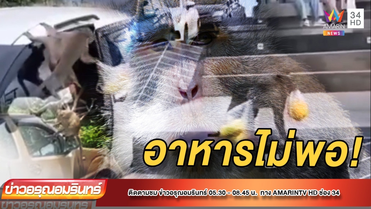 หิวโซ! ลิงเขาสามมุข ขโมยอาหาร นทท.