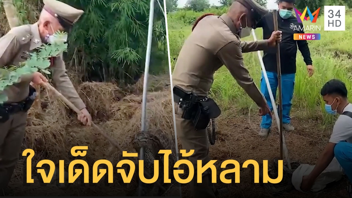 ตร.ใจกล้าช่วยจับงูหลามตัวเบิ้มกกไข่ 40 ฟอง