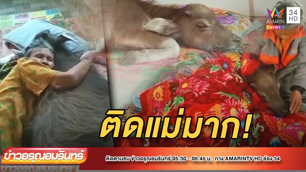 รักเหมือนลูก! “พี่หาร” ควายน้อยกำพร้าอ้อนเก่ง
