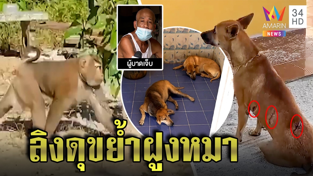 รวบแล้ว! ลิงกังดุขย้ำลุงหนังเหวอะ หลวงพี่เผยหลุดสวนฝูงหมาวัดยังนอนผวา