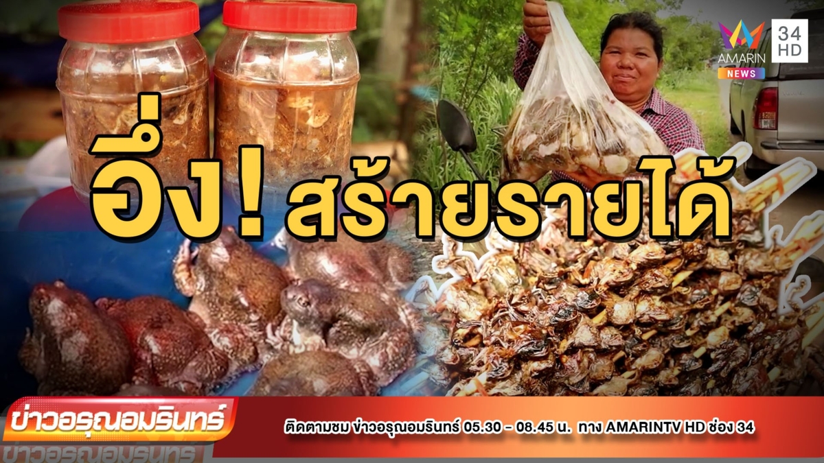 ชาวบ้านแห่จับอึ่งอ่างเสียบไม้ย่าง สร้างรายได้งาม