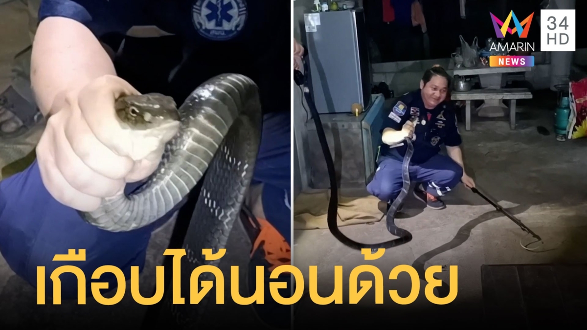 คนงานเฝ้าสวนผงะ! เกือบได้นอนกับงูจงอาง