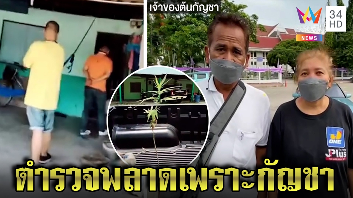 ย้ายด่วน 4 ตำรวจจับผัวเมียปลูกกัญชา 1 ต้น ป้าซึ้งส.ส.ใจบุญช่วยประกันพ้นคุก