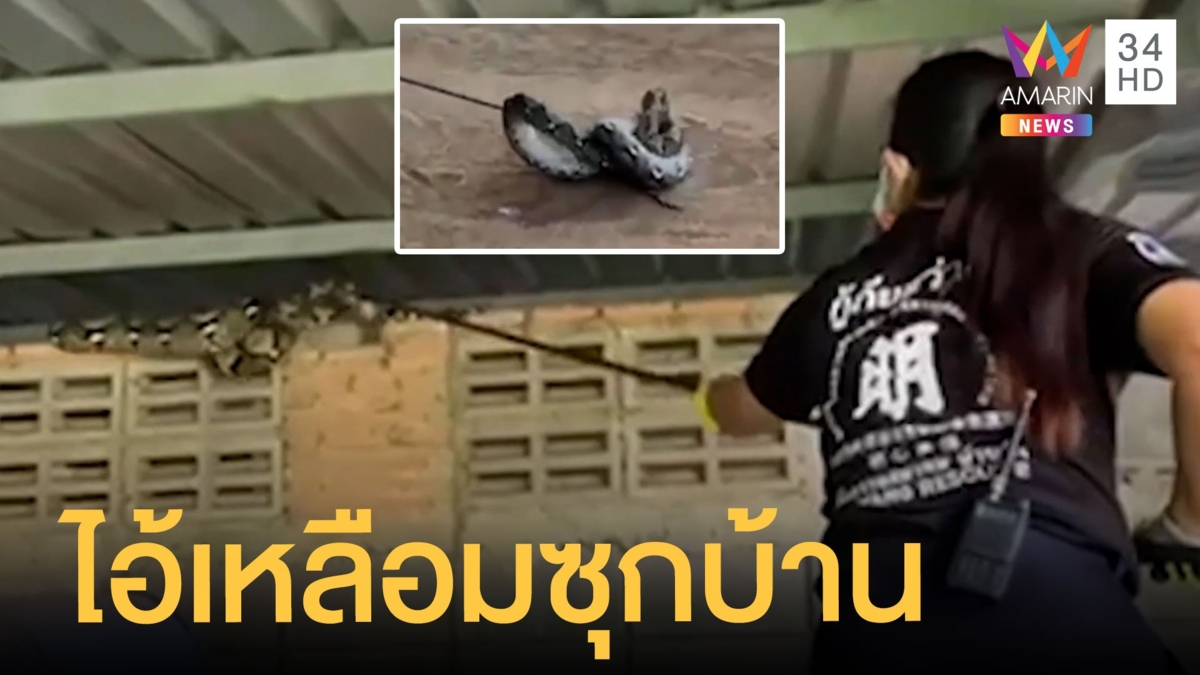 งูเหลือมกินอิ่มเลื้อยนอนบนคานบ้าน ยาวเกือบ 4 เมตร