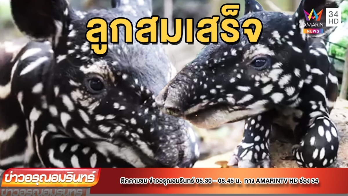สัตว์เปิดเขาเขียว เปิดตัว “ลูกสมเสร็จ” สุดน่ารัก
