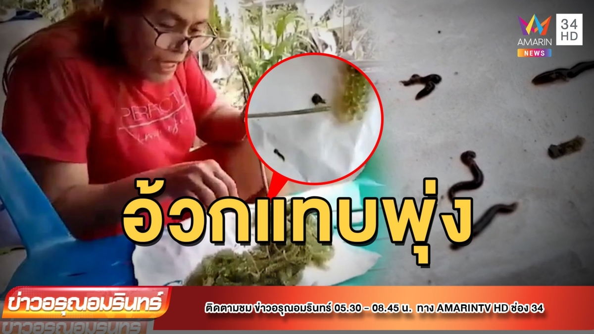 สาวใหญ่แทบอ้วก! เจอตัวประหลาดในสาหร่าย