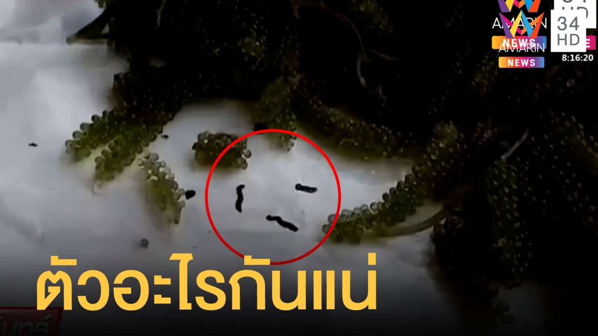 ตัวอะไรยั้วเยี้ยบนสาหร่ายพวงองุ่น ไม่รู้พยาธิหรือปลิงกันแน่ ส่วนตัว