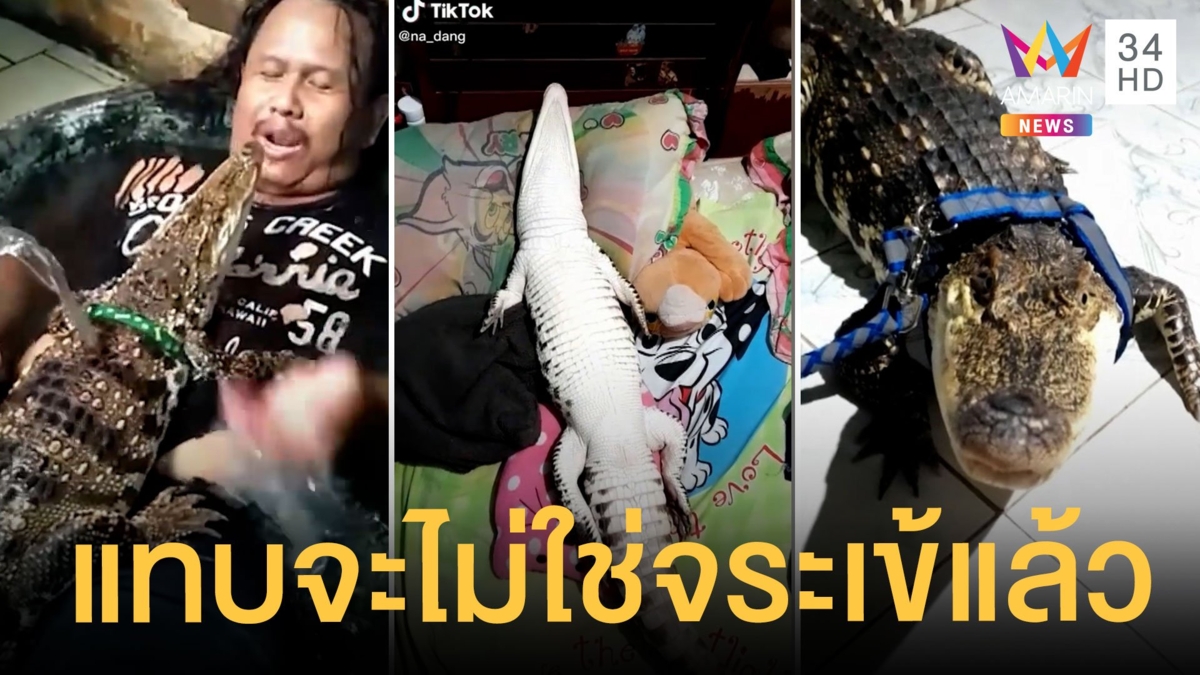 อู๊ดอี๊ด จระเข้น้อย เลี้ยงตั้งแต่เล็กตอนนี้โตเป็นหนุ่มแล้ว
