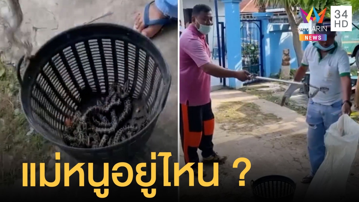 เจ้าของบ้านผวา! เจอลูกงูซุกบ้าน ยังหาแม่ไม่เจอ