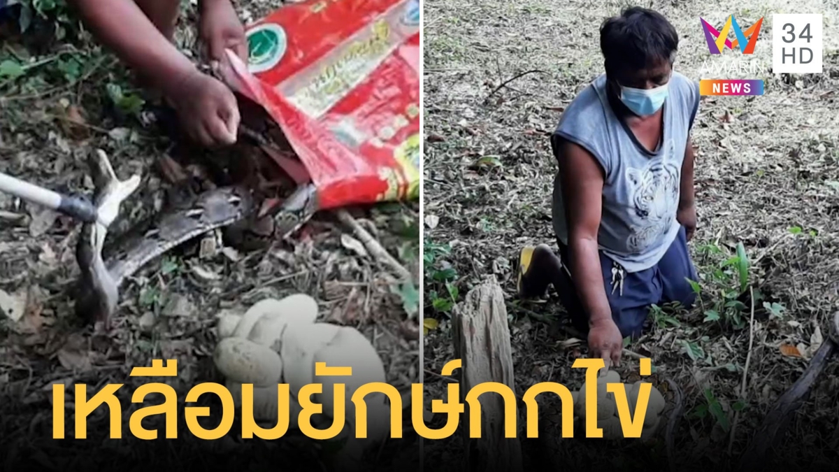 งูเหลือมยักษ์ ซุกโพรงกกไข่ในสวนทุเรียน ไข่ฟองเบ้อเริ้ม 15 ฟอง