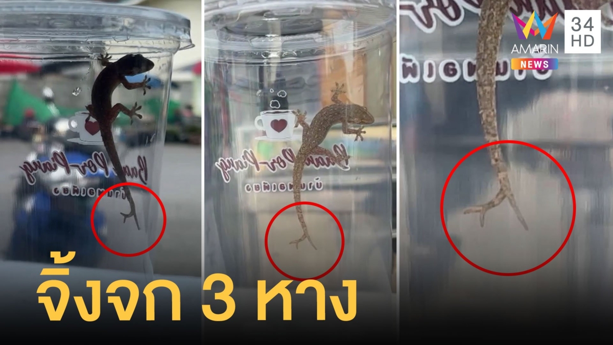 เจ้าของบ้านสุดงง จิ้งจก 3 หาง ก่อนหน้าเจอ 2 หางถูกเต็มๆ