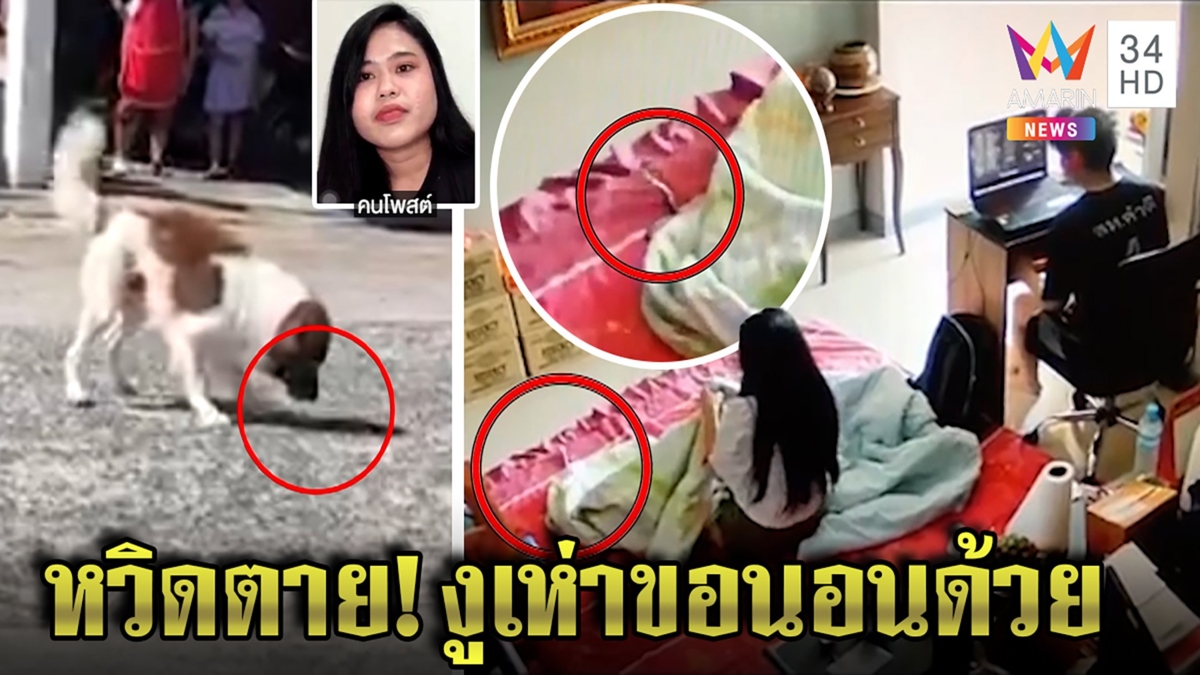ผวางูเห่าซุกผ้าห่ม สาวนอนด้วยข้ามคืน ใจเด็ดจับงูให้หมาสังหาร