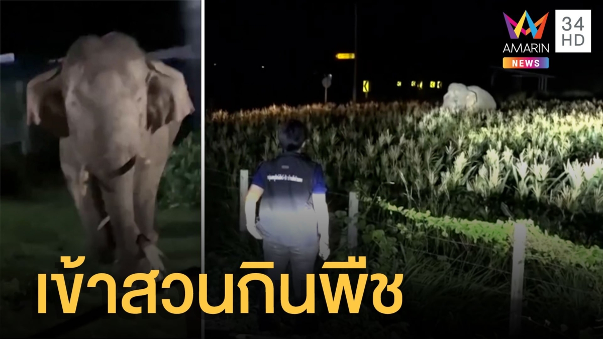 "เจ้างาเบี่ยง" บุกกินพืชสวนชาวบ้านเสียหาย