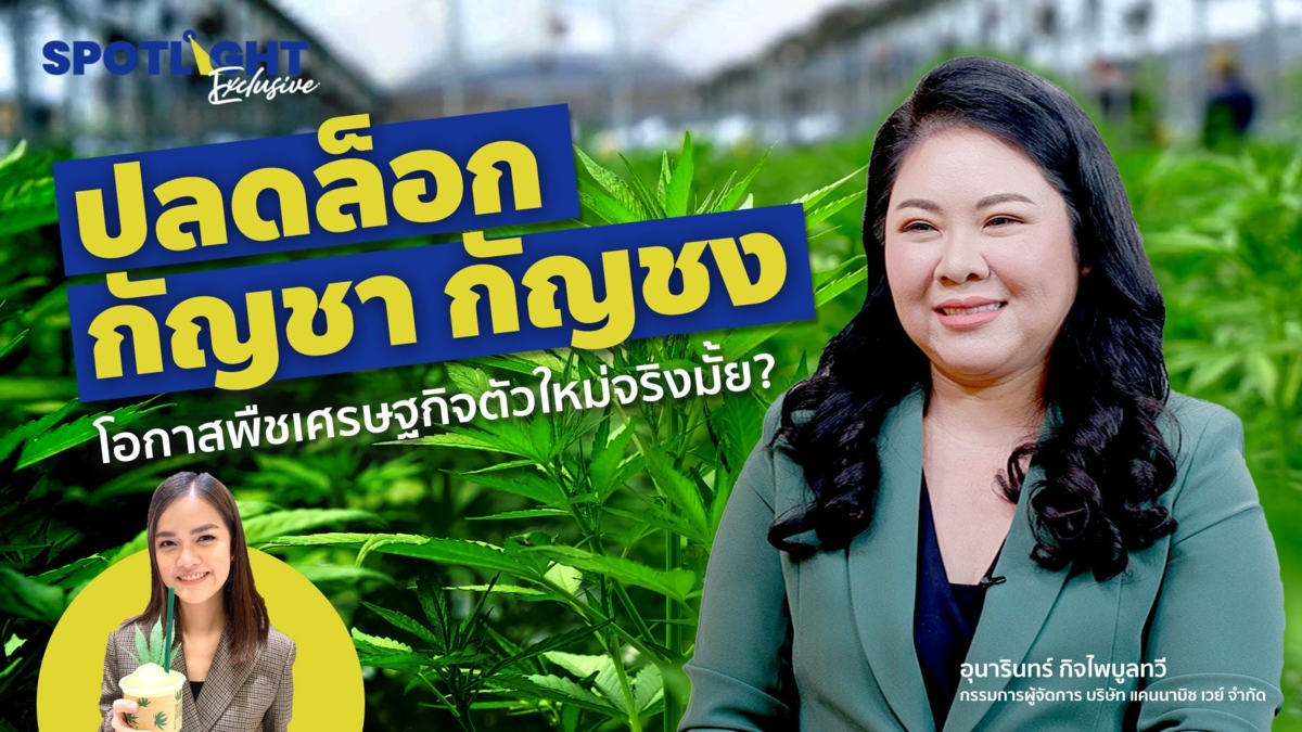 ปลดล็อก “กัญชา กัญชง” โอกาสพืชเศรษฐกิจตัวใหม่
